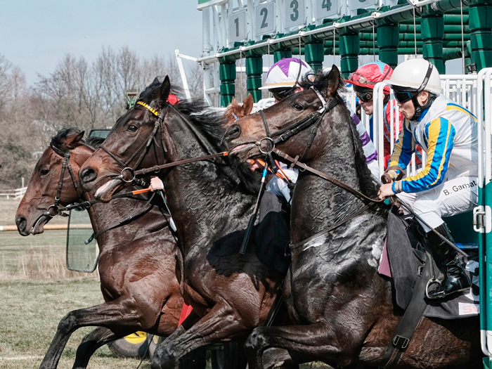 Horses at the start of a race